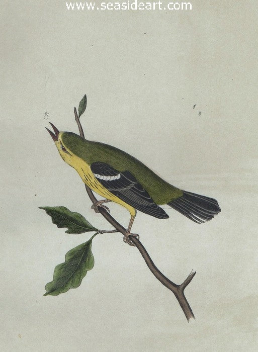 Blue Mountain Warbler by John James Audubon - Seaside Art Gallery