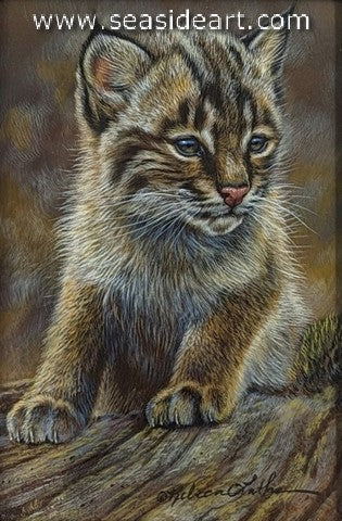Gentle Spirit (Bobcat Kitten)