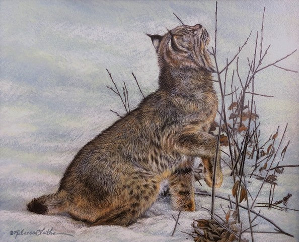 Just Missed (Bobcat)