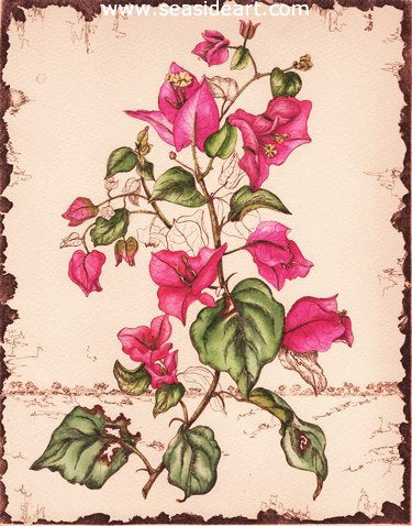 A-Bougainvillea by Carolyn A. Cohen - Seaside Art Gallery