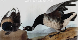 Brandt Goose by John James Audubon - Seaside Art Gallery