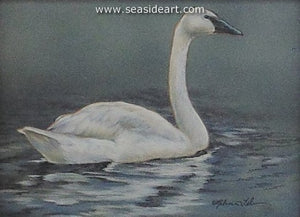 Calm Repose-Trumpeter Swan by Rebecca Latham - Seaside Art Gallery