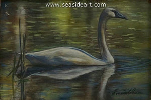 Calm Waters (Trumpeter Swan)
