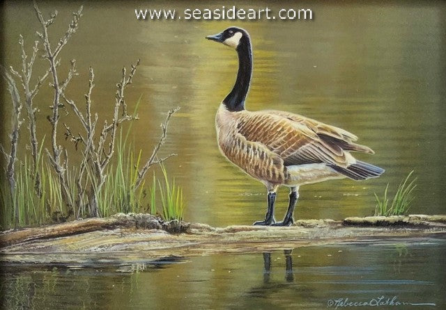 Canadian Waters (Canadian Goose)