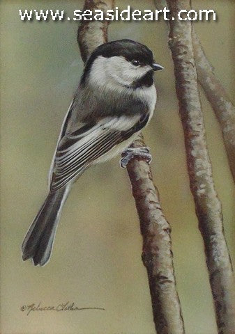 Chickadee Visitor