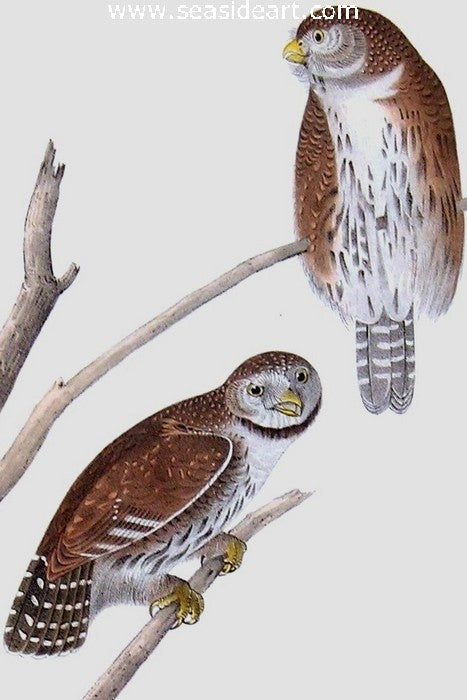 Columbian Day Owl by John James Audubon - Seaside Art Gallery