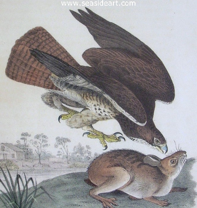 Common Buzzard by John James Audubon - Seaside Art Gallery