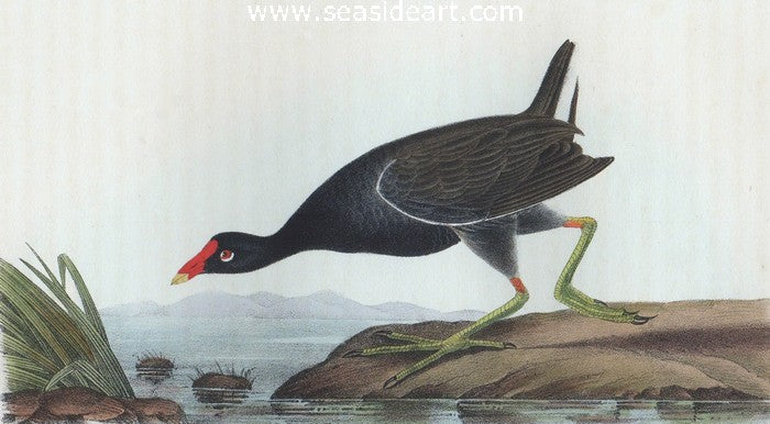 Common Gallinule by John James Audubon - Seaside Art Gallery