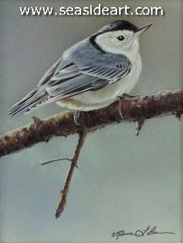 Cool Light (Nuthatch)