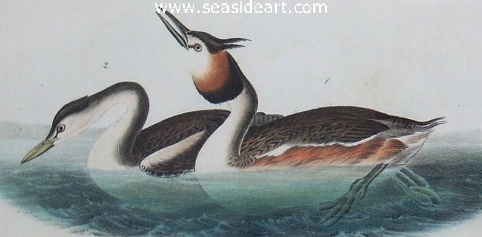 Crested Grebe by John James Audubon - Seaside Art Gallery