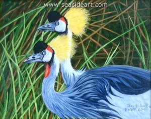 Among the Reeds (Crowned Cranes)