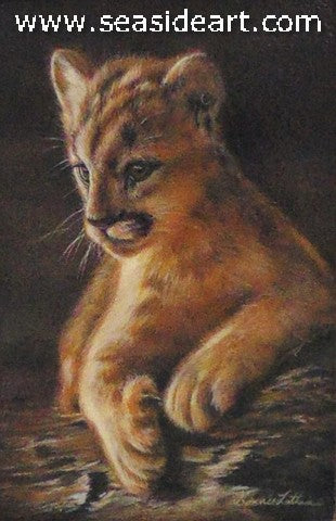 Curiosity (Baby Cougar)