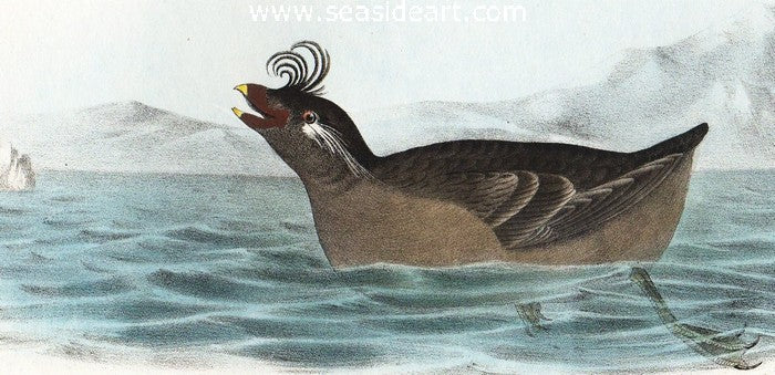 Curl-crested Phaleris by John James Audubon - Seaside Art Gallery