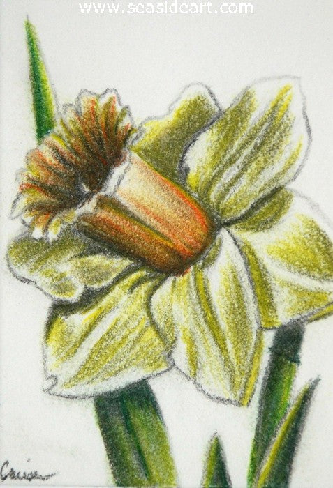Spring II - Daffodil by Connie Cruise - Seaside Art Gallery