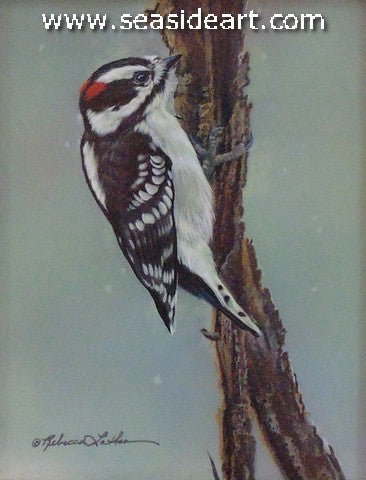 Soft Snow (Downy Woodpecker)