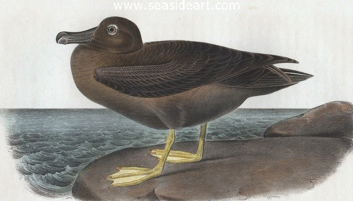 Dusky Albatross by John James Audubon - Seaside Art Gallery