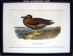 Dusky Albatross by John James Audubon - Seaside Art Gallery