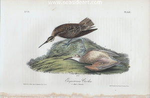 Esquimaux Curlew by John James Audubon - Seaside Art Gallery