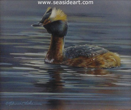 Evening Diver (Horned Grebe)