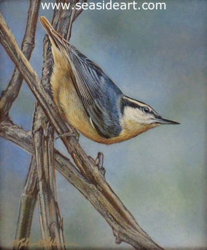 Explorations (Nuthatch) by Rebecca Latham - Seaside Art Gallery