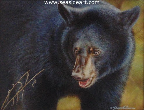 Explorer (Black Bear)