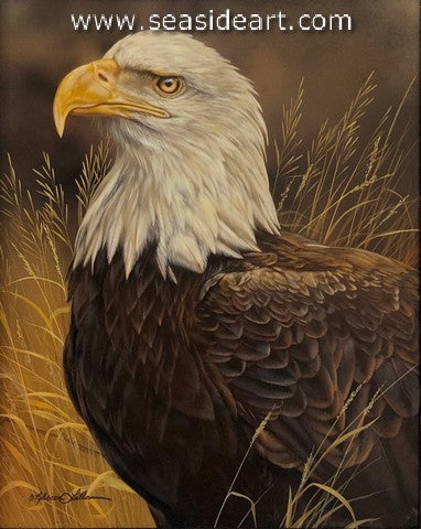 Field Encounter (American Bald Eagle)