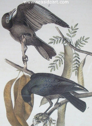 Fish Crow by John James Audubon - Seaside Art Gallery