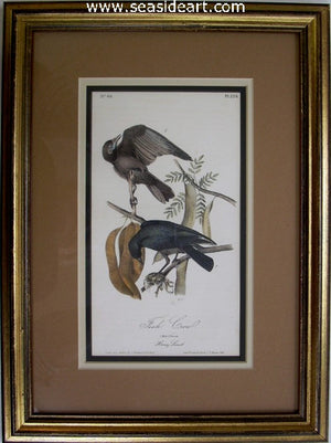 Fish Crow by John James Audubon - Seaside Art Gallery
