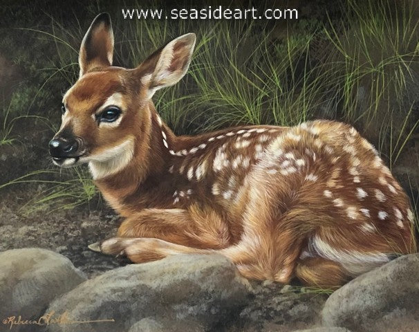 Forest Shade (Whitetail Fawn)