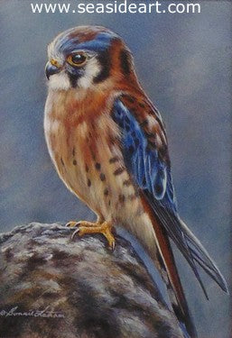 Fringe (American Kestrel) by Bonnie Latham - Seaside Art Gallery
