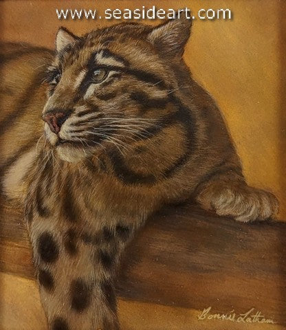 Gaze (Clouded Leopard)