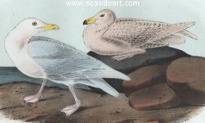 Glaucas Gull Burgomaster by John James Audubon - Seaside Art Gallery
