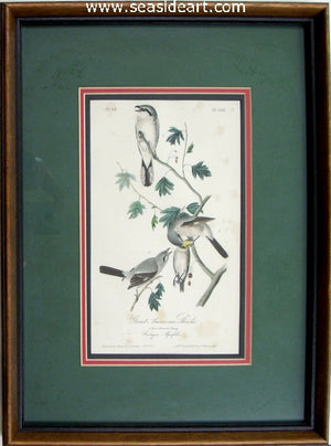 Great American Shrike by John James Audubon - Seaside Art Gallery
