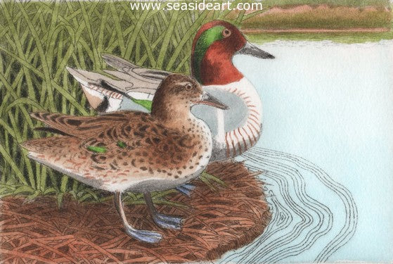 D-Green-winged Teals IV by David Hunter - Seaside Art Gallery