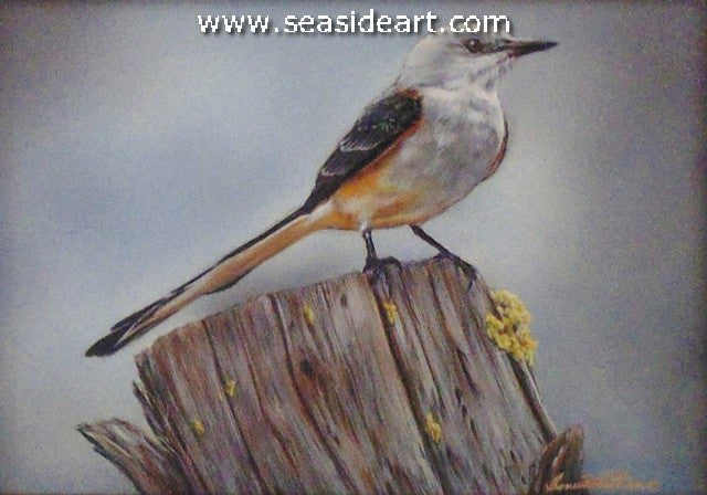 Halted Pursuit (Scissor-tailed Flycatcher)