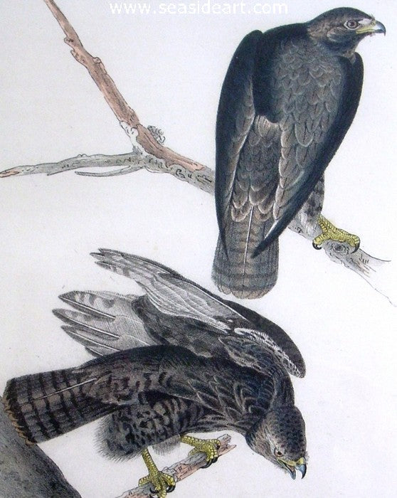 Harlan’s Buzzard by John James Audubon - Seaside Art Gallery
