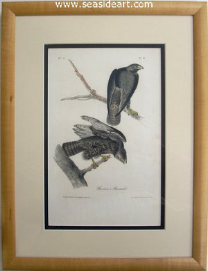 Harlan’s Buzzard by John James Audubon - Seaside Art Gallery
