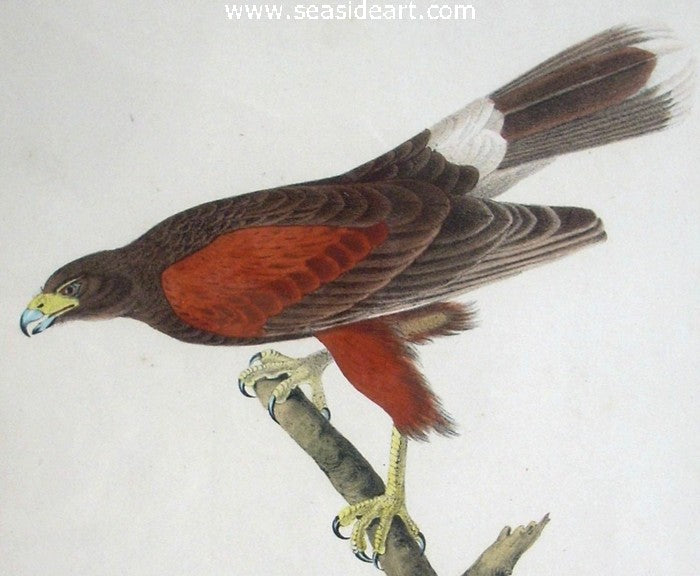 Harris’s Buzzard by John James Audubon - Seaside Art Gallery