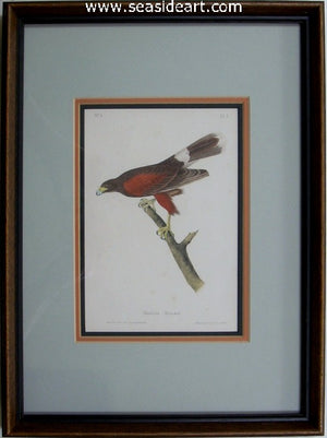 Harris’s Buzzard by John James Audubon - Seaside Art Gallery