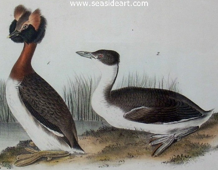Horned Grebe by John James Audubon - Seaside Art Gallery