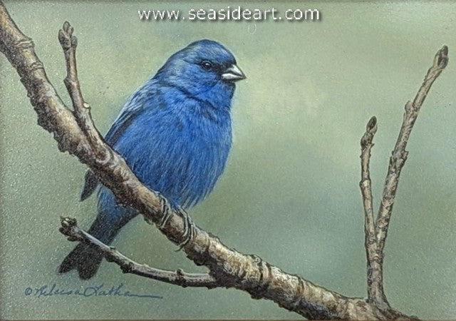 Sapphire Beauty (Indigo Bunting)