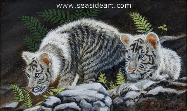 Intently Watching (White Tiger Kittens)