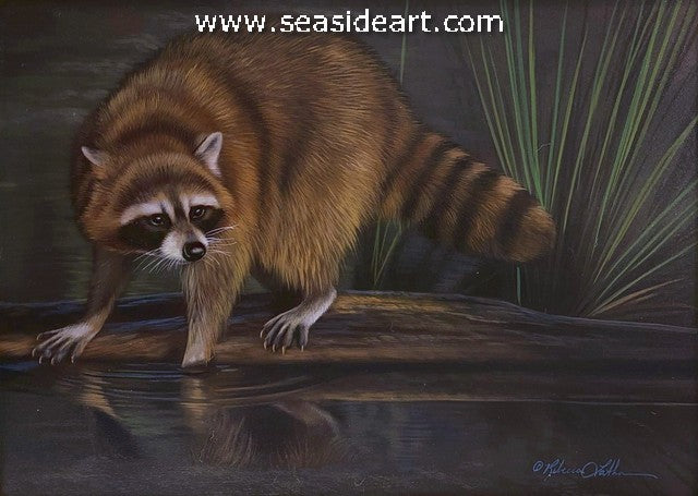 Investigation (Raccoon)