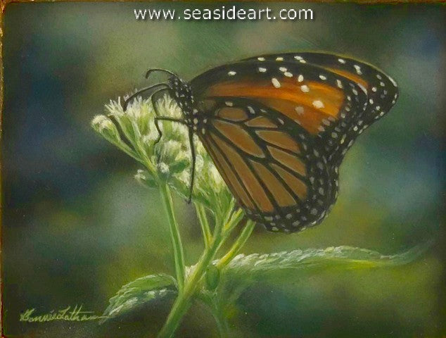 Ivory (Monarch Butterfly)