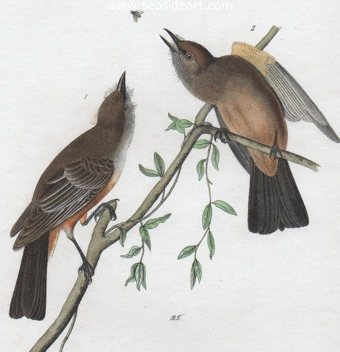 Jay’s Flycatcher by John James Audubon - Seaside Art Gallery