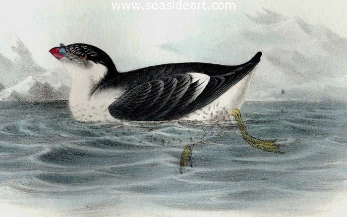 Knobbed-billed Phaleris by John James Audubon - Seaside Art Gallery