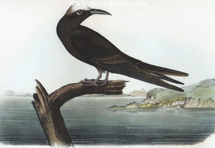 Noddy Tern by John James Audubon - Seaside Art Gallery