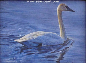 Late Afternoon (Trumpeter Swan) by Rebecca Latham - Seaside Art Gallery