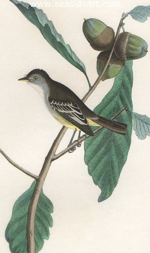 Least Pewee Flycatcher by John James Audubon - Seaside Art Gallery