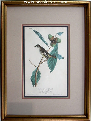 Least Pewee Flycatcher by John James Audubon - Seaside Art Gallery